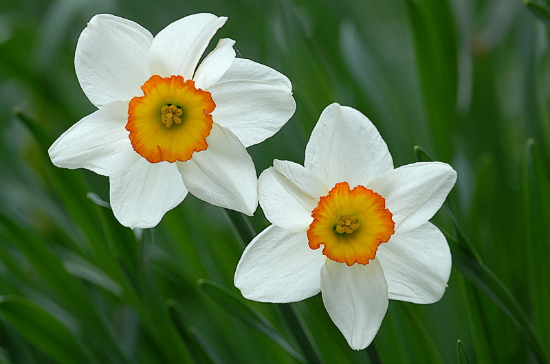 69 Blume DDD_3626 Kopie.jpg